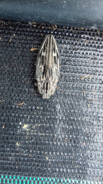 Chalcophora mariana - nagy fenyvesdíszbogár