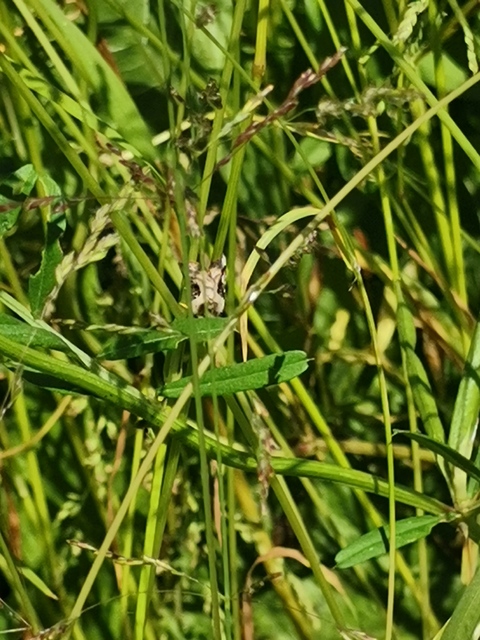 Pseudeustrotia candidula - fehéres apróbagoly