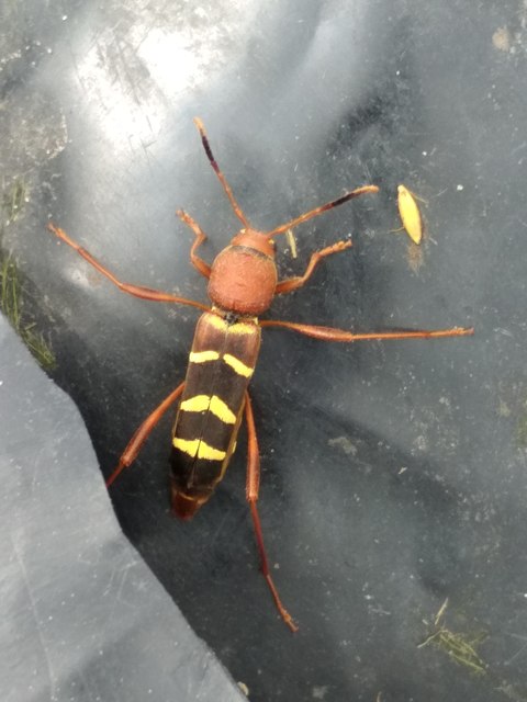 Neoclytus acuminatus - amerikai darázscincér