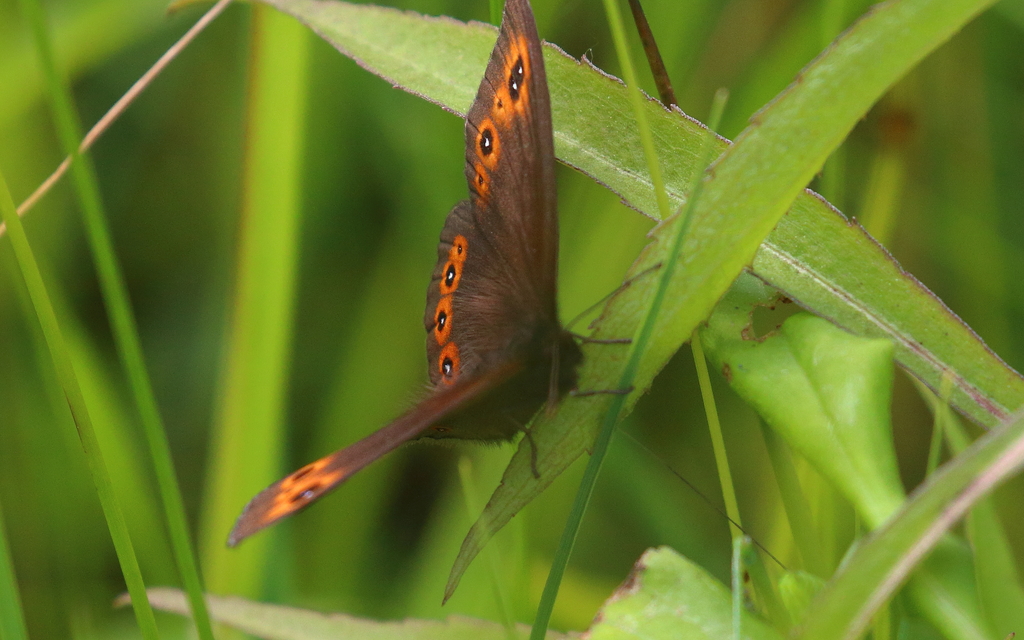Erebia medusa - tavaszi szerecsenlepke