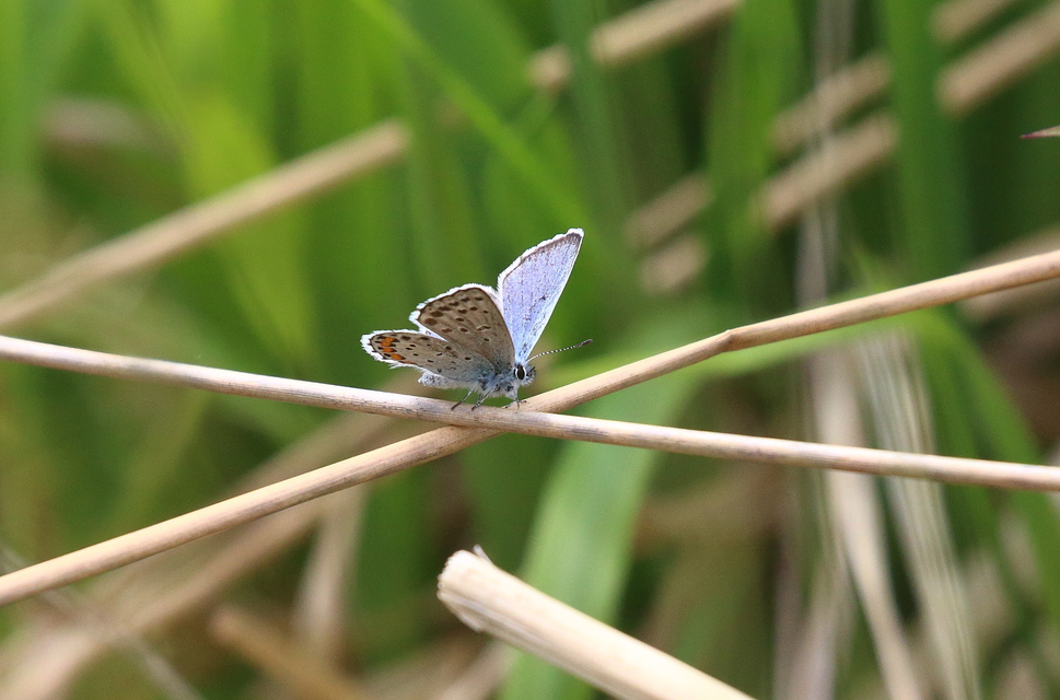 Pseudophilotes schiffermuelleri - apró boglárka