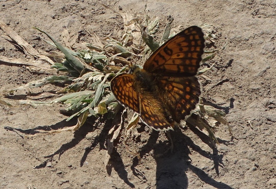 Melitaea cinxia - réti tarkalepke