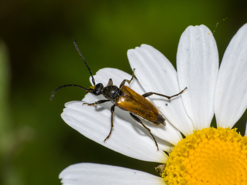 Pseudovadonia livida - barnás virágcincér
