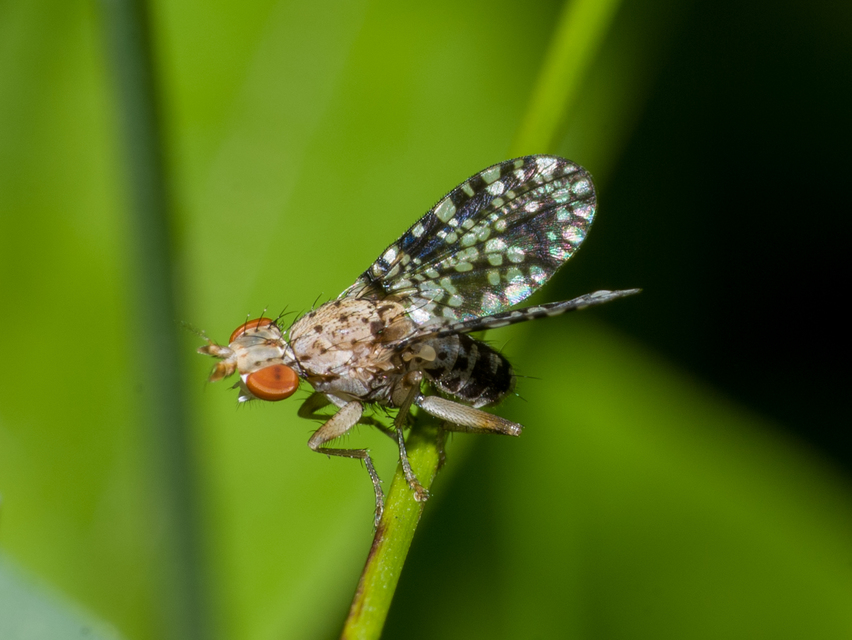 Trypetoptera punctulata - pirosszemű szarvaslégy
