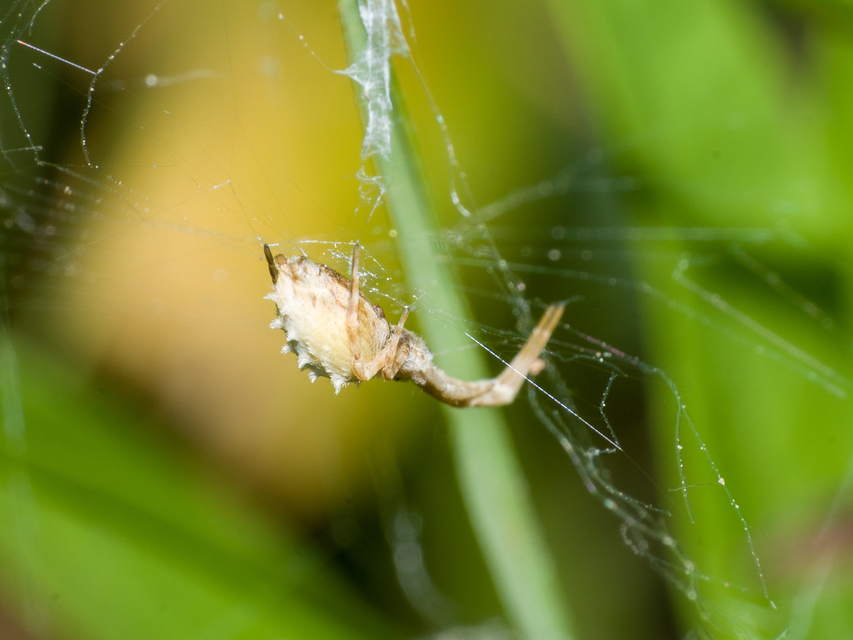 Uloborus walckenaerius - derespók