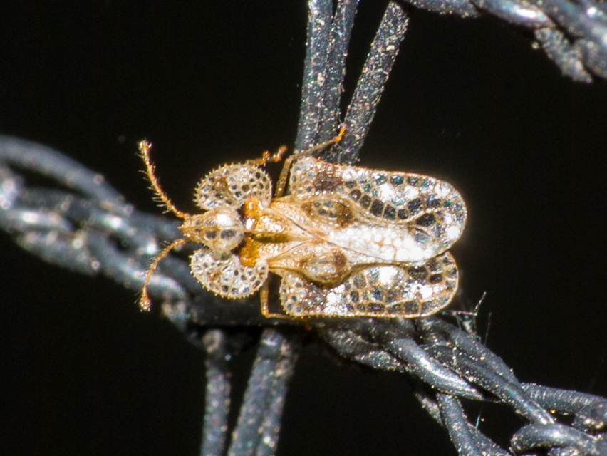 Corythucha arcuata - tölgy-csipkéspoloska