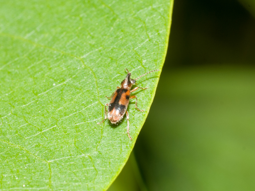 Notoxus monoceros - sárgahasú nyakszarvúbogár