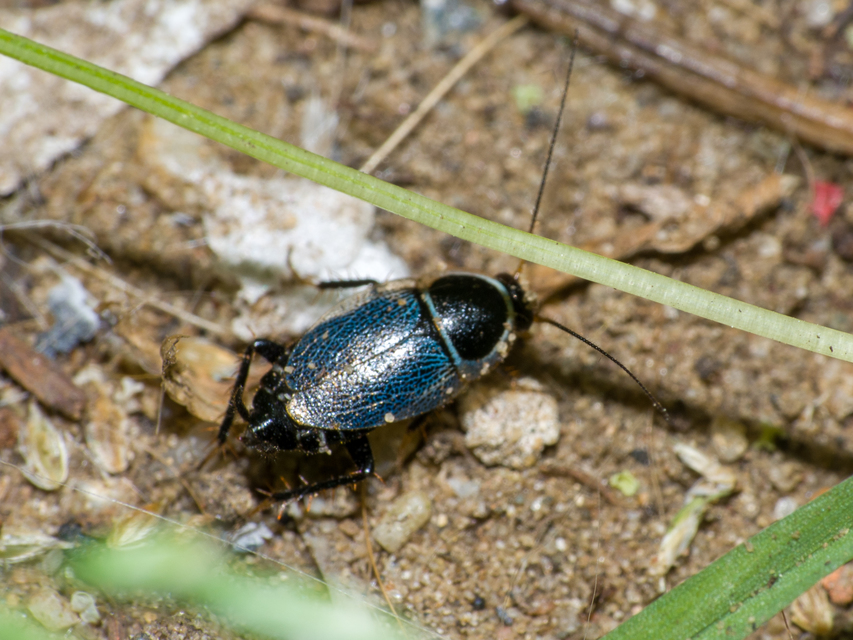 Phyllodromica megerlei - pontozott avarcsótány