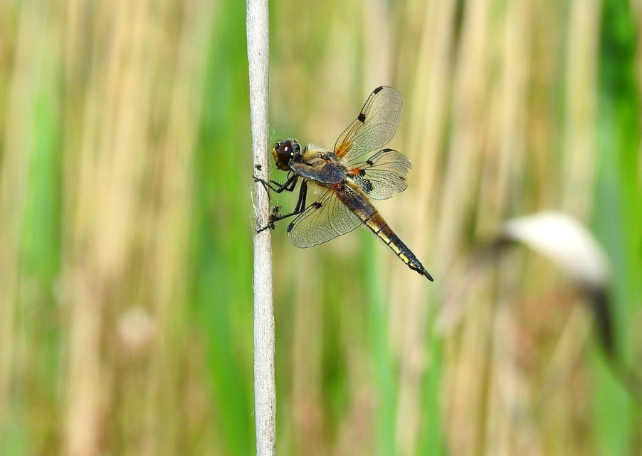 Libellula quadrimaculata - négyfoltos laposacsa