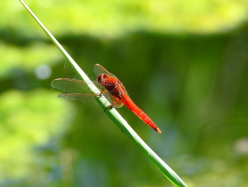 Crocothemis erythraea - skarlát szitakötő