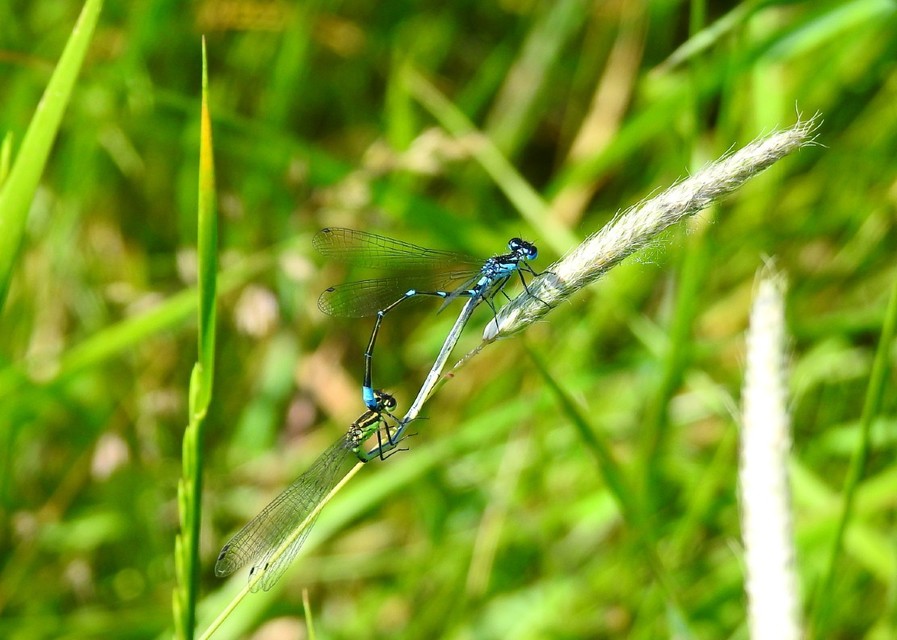 Coenagrion pulchellum - karcsú légivadász