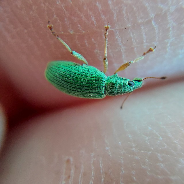 Polydrusus formosus - selymes lombormányos