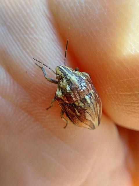 Odontotarsus purpureolineatus - tarka pajzsospoloska