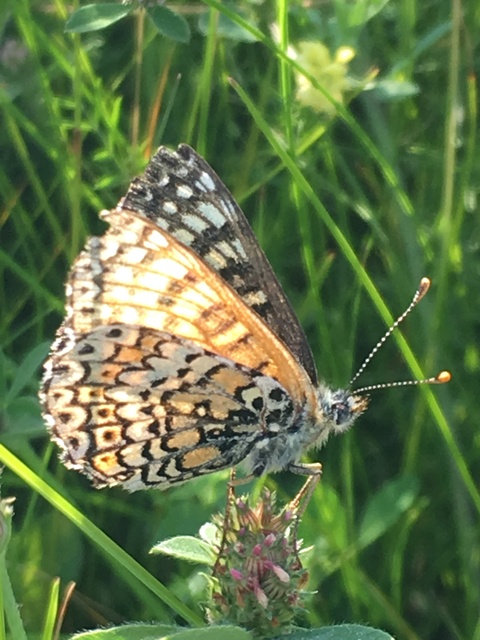 Melitaea cinxia - réti tarkalepke