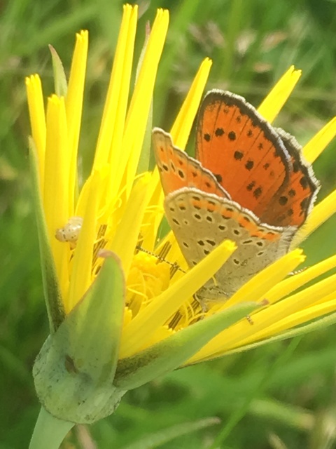 Lycaena thersamon - kis tűzlepke