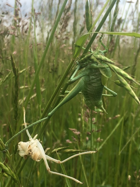 Polysarcus denticauda - fogasfarkú szöcske