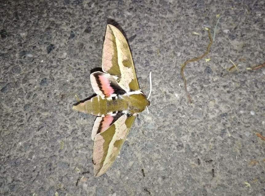 Hyles euphorbiae - kutyatejszender