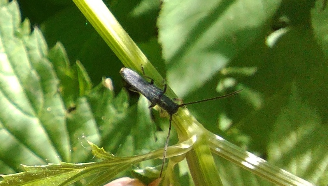 Phytoecia cylindrica - medvelapucincér