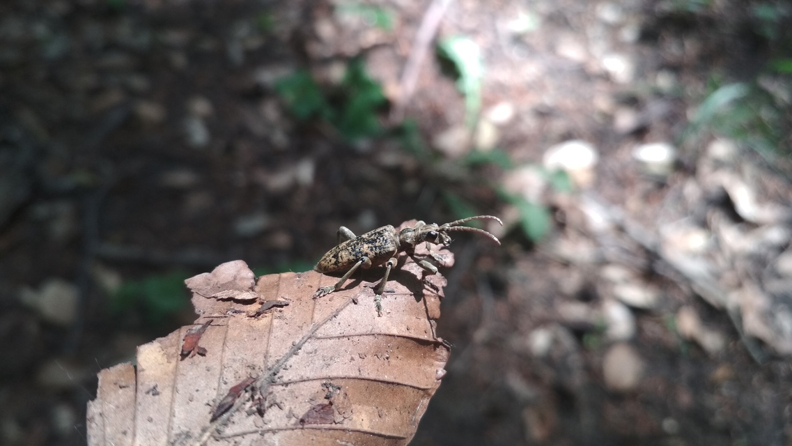 Rhagium sycophanta - tölgyes-tövisescincér