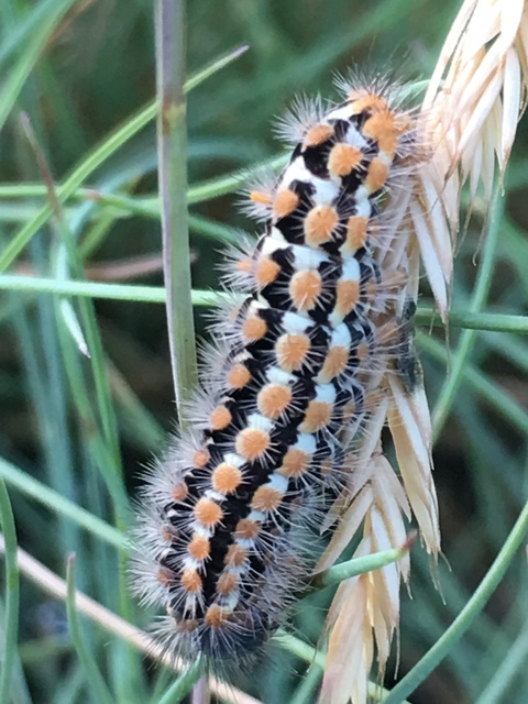 Pentophera morio - réti gyapjaslepke