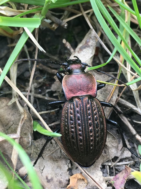 Carabus cancellatus - ragyás futrinka