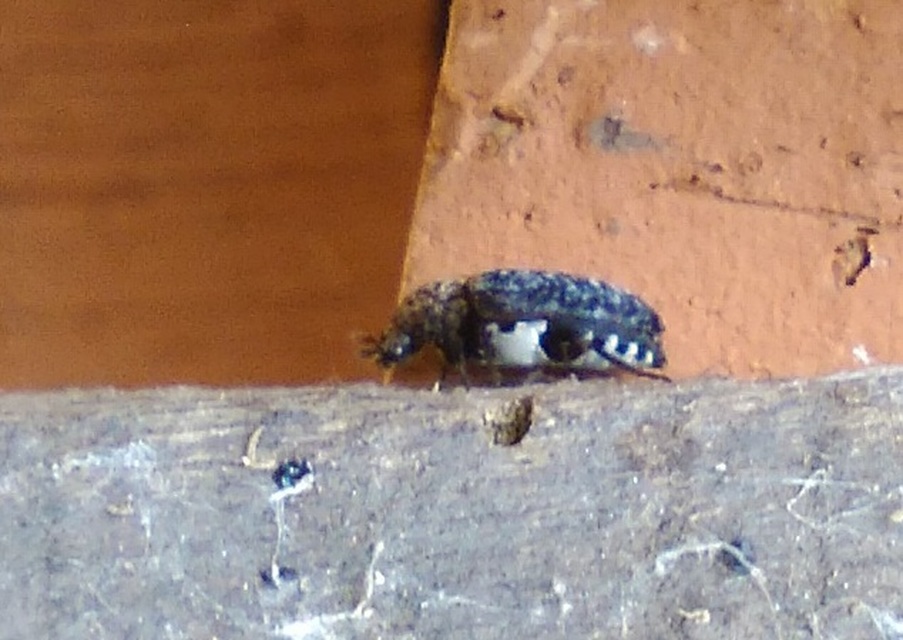 Dermestes undulatus - márványos porva Dermestes undulatus - márványos porva