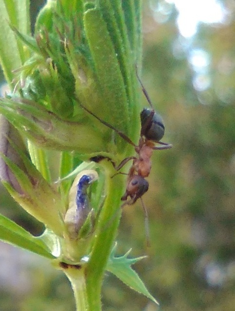 Formica sanguinea - vérvörös rablóhangya
