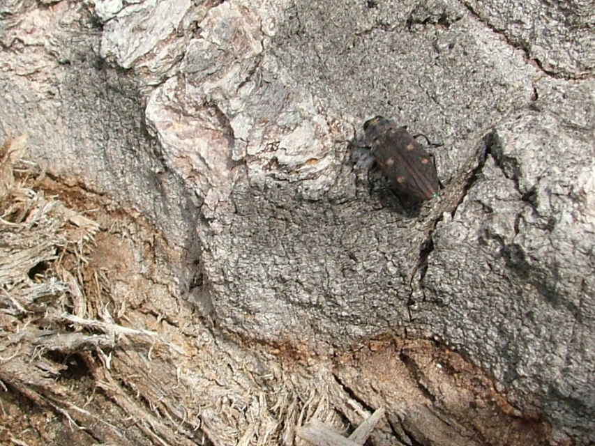 Chrysobothris affinis - aranypettyes díszbogár