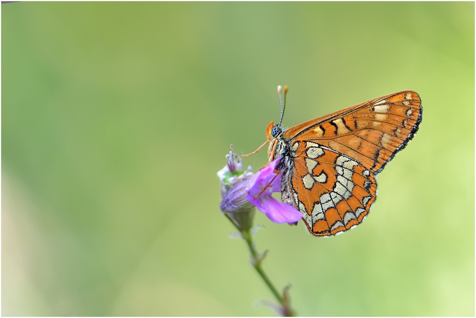 Euphydryas maturna - díszes tarkalepke
