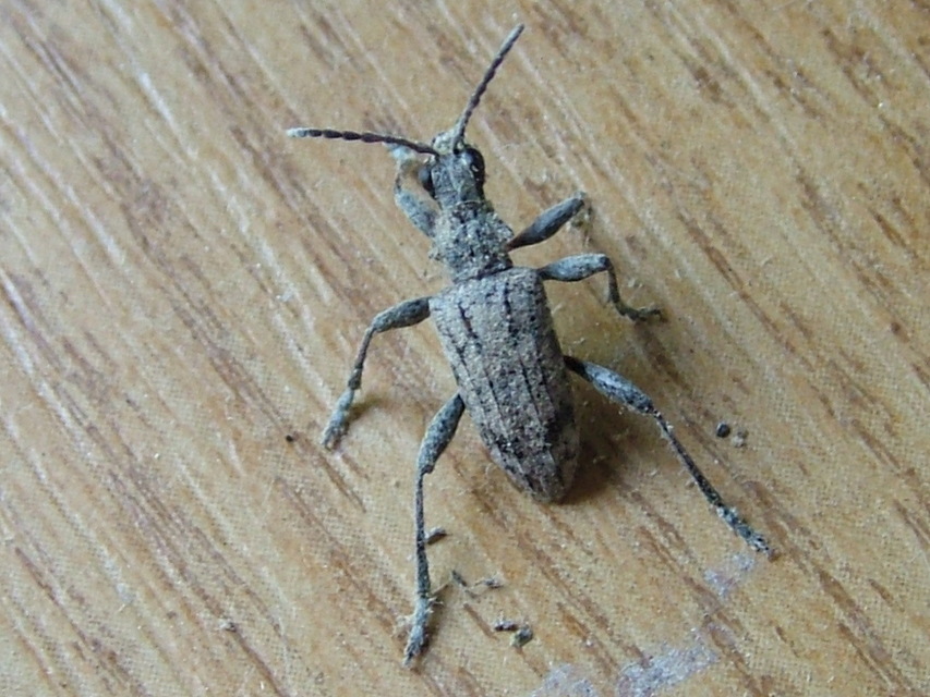 Rhagium inquisitor - fenyves-tövisescincér