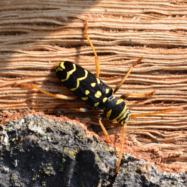 Plagionotus arcuatus - bársonyos darázscincér
