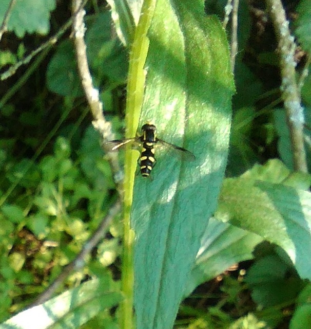 Xanthogramma