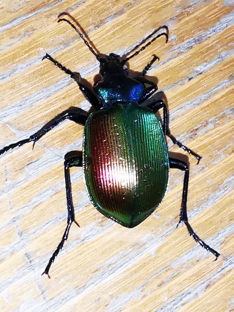 Calosoma sycophanta - aranyos bábrabló