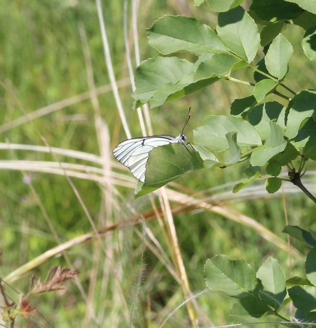Aporia crataegi - galagonyalepke