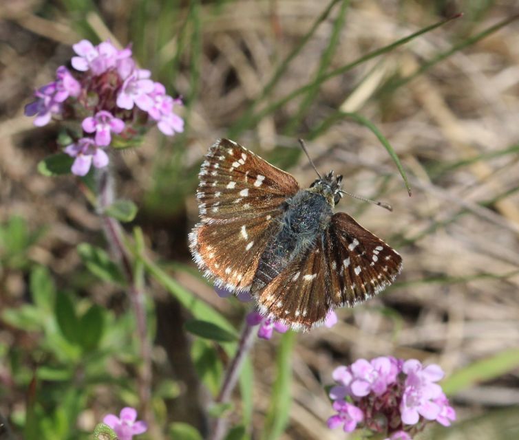 Spialia orbifer - törpe busalepke