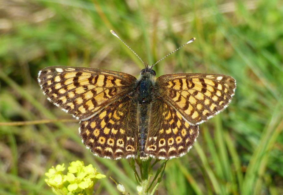 Melitaea cinxia - réti tarkalepke