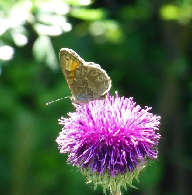 Lasiommata maera - nagyfoltú szemeslepke
