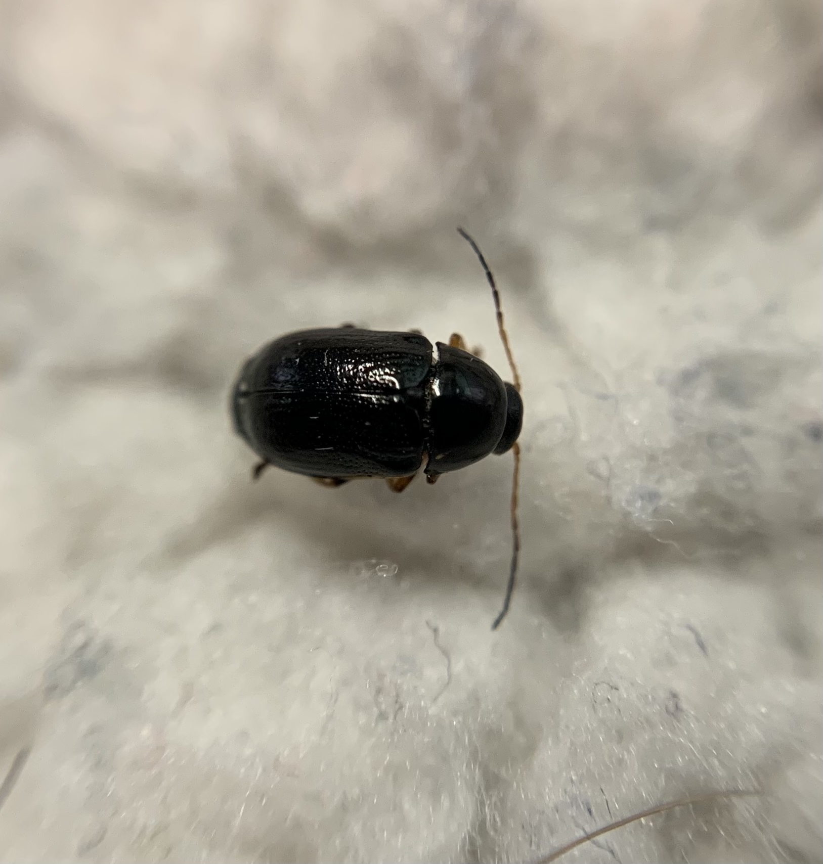 Cryptocephalus bameuli - Bameul-zömökbogár