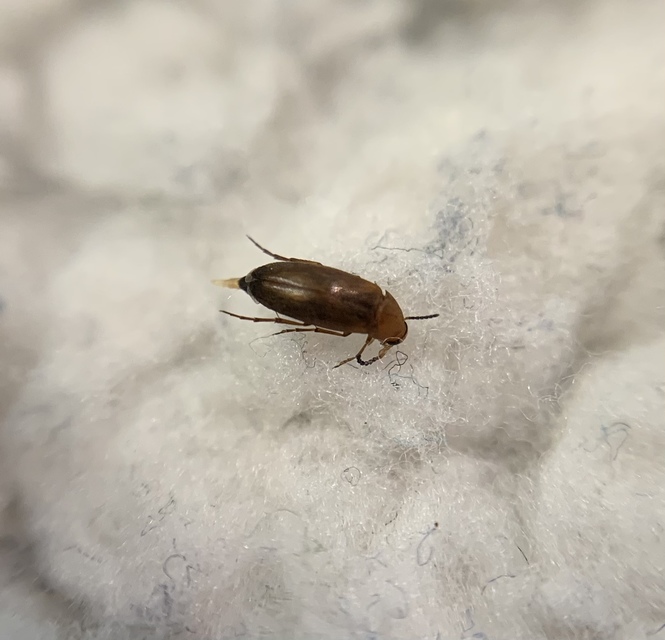 Anaspis thoracica - kétszínű árvabogár