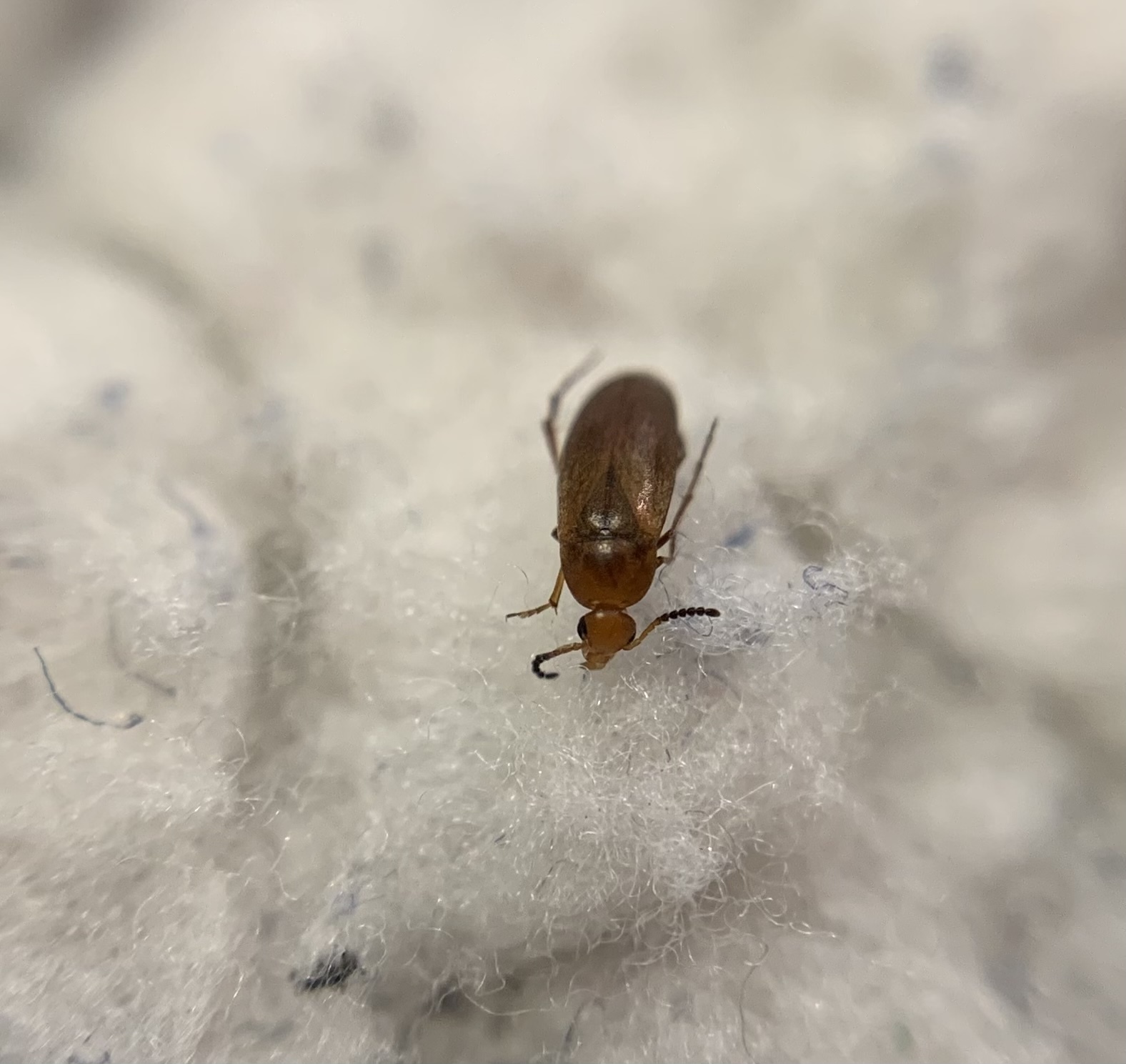 Anaspis thoracica - kétszínű árvabogár