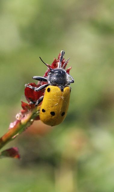 Lachnaia sexpunctata - szőrösnyakú zsákhordóbogár