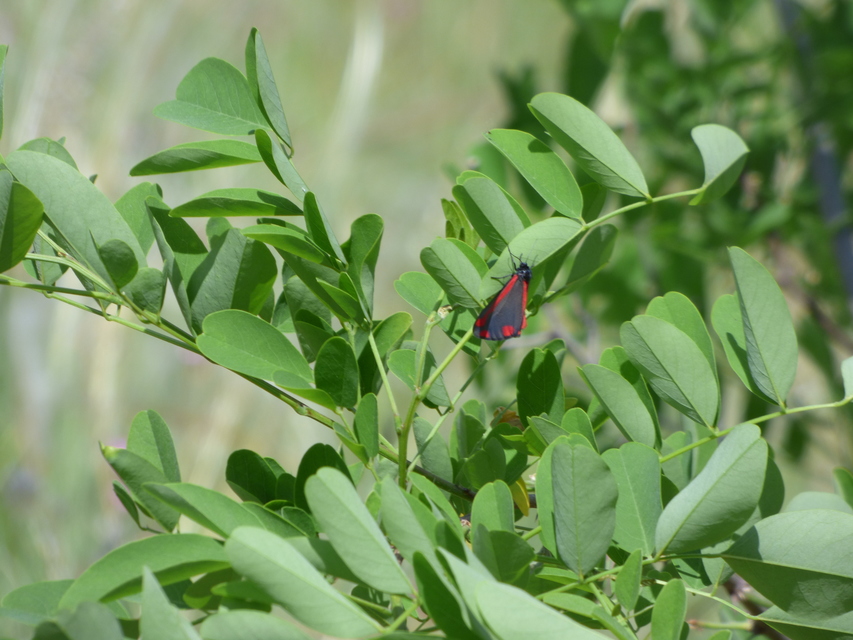 Tyria jacobaeae - jakabfű-medvelepke