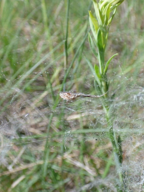 Uloborus walckenaerius - derespók