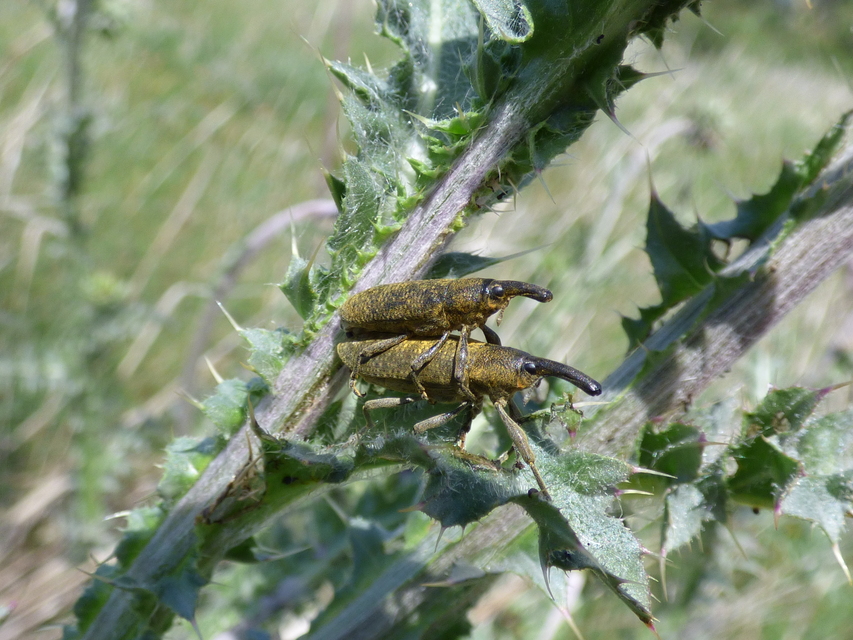 Lixus pulverulentus - mályvafúró dudvabarkó