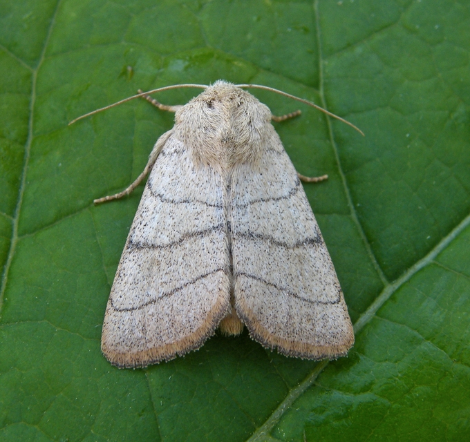 Charanyca trigrammica - háromsávos lombbagoly