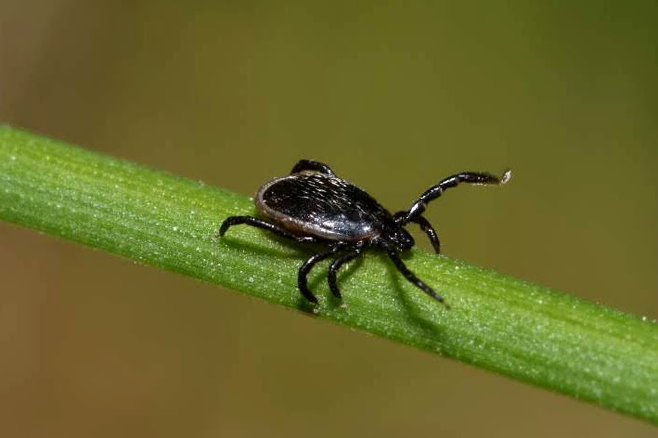 Ixodes ricinus - közönséges kullancs