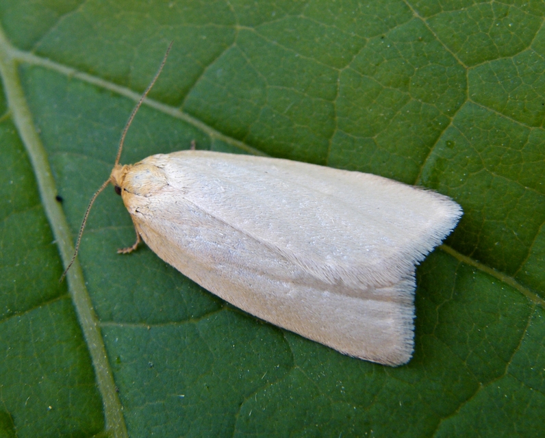 Aphelia paleana - sápadt sodrómoly