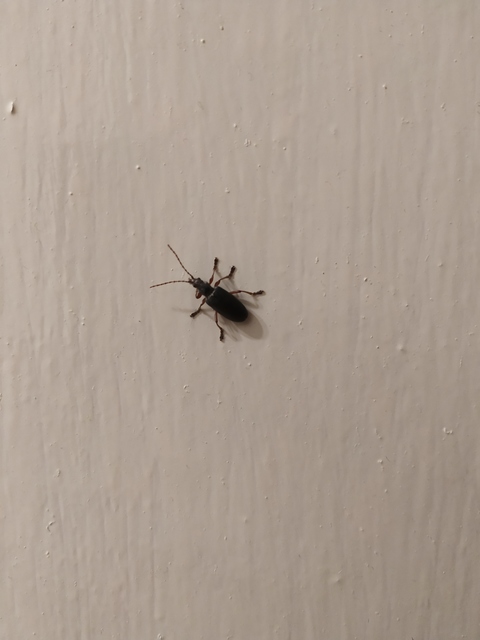 Plateumaris