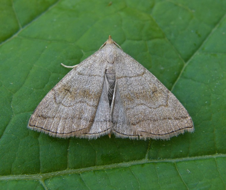 Herminia tarsicrinalis - szőröslábú karcsúbagoly