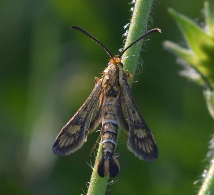 Sesiidae - szitkárfélék